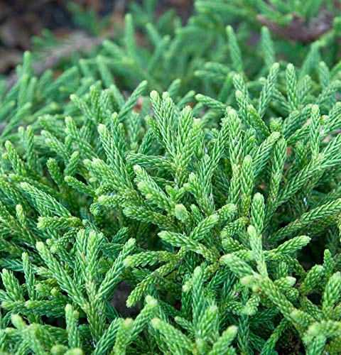 Hochstamm Zwerg Sicheltanne Little Champion 80-100cm - Cryptomeria japonica - lebende Gartenpflanze aus den Baumschulen