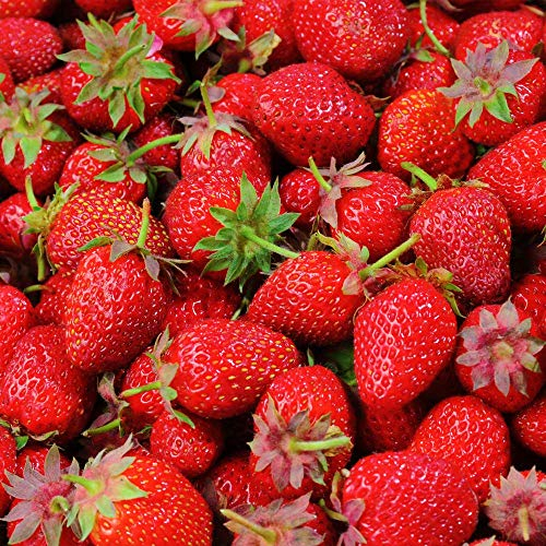 GardenersDream 5 x 'Elsanta' Strawberry Plants - Fast Growing Bare Root Outdoor Strawberry Plants - Ready to Plant Mid Season Fruit Bushes for Gardens, Planters, and Containers (5-10 cm)