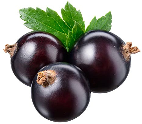 Fruit Plants - Blackcurrant 'Ebony' - 2 x Full Plants in 3 Litre Pots - Blackcurrant Plants - Outdoor Plants - Garden Ready + Ready to Plant - Premium Quality Plants