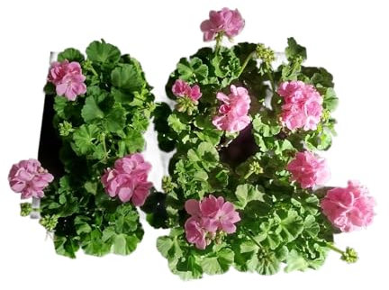 Geranio Rosa Pack 6 Plantas Naturales con Flores de Color Rosa