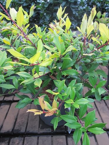 Stechpalme Sunny Foster - Ilex a attenuata - 30-40cm