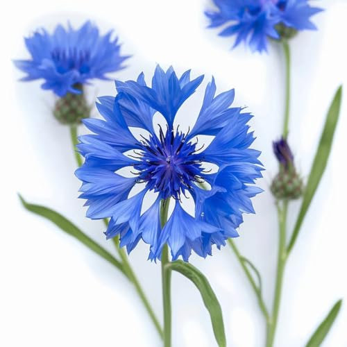 100 Samen Kornblume. SemiSauvage Permaculture