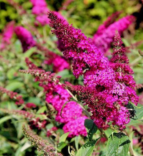 Cespuglio di farfalla NANO MISS RUBY 116 SEMI, BUDDLEIA DAVIDII, ben profumati