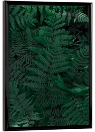 artboxONE Poster mit schwarzem Rahmen 18x13 cm Natur Farn Liebe - Bild Farn fern floral