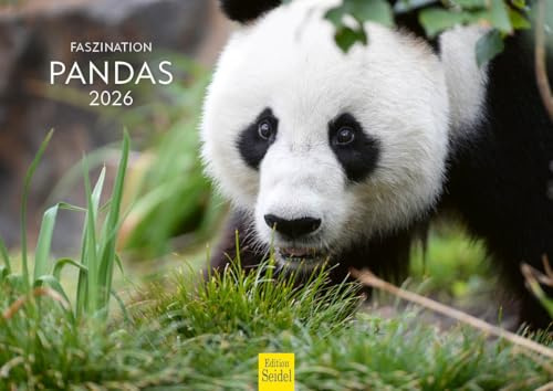 Edition Seidel Premium kalender fascination pandor 2026 format DIN A4 väggkalender djurkalender panda pandabörer dummdjur bambu skog