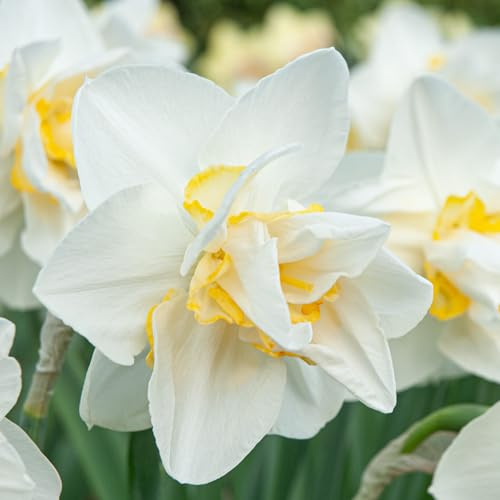 White Lion Daffodil Flowers- 10 Bulbs - Large Narcissus Blooms Double White - Spring Blooming Easy Growing Garden Perennials | Attracts Bees & Butterflies