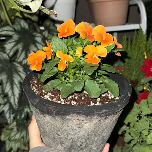 semi di viola del pensiero - decorazione del balcone perenni resistenti 450pcs