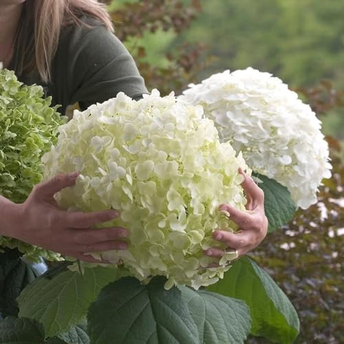 Plant Theory 80cm - 100cm Incrediball Sevenbark Hydrangea Arborescens Shrub Plant 12L Pot