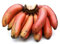 Nuovi semi freschi di banana rossa da 100 pezzi