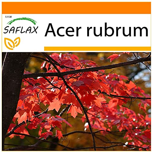 SAFLAX - Garden in the Bag - Röd Lönn - 20 Frön - Med underlag i en passande resväska - Acer rubrum