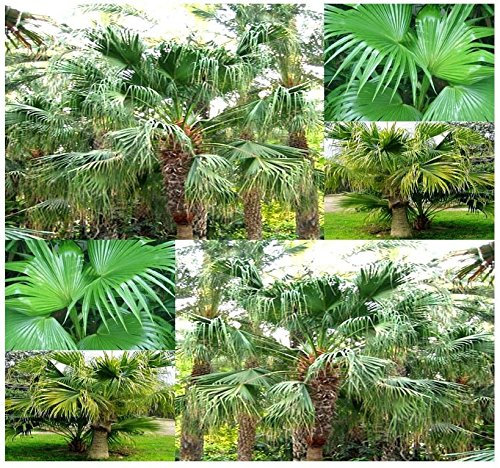 10 semi - cinese Palma, Livistona chinensis, semi freschi