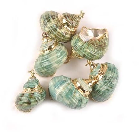 Coquilles de mer Coquilles de mer mixtes, Coquillages for l'artisanat 20-30 mm 5 pièces Coquillage spirale vert doré for bijoux à bricoler soi-même Breloques faites à la main Pendentif Coquillage Déco