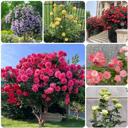 Semillas de jardín de rosales, de jardín Rosa chinensis semillas de silvestres 300pcs
