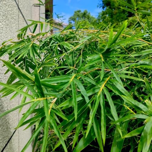 bambus bambuspflanze kletterpflanzen winterhart schnellwachsend wildkräuter dekopflanze baumsamen kräutergarten exotische zimmerpflanzen pflanzenkübel gartenkräuter stauden bonsaibaum 50samen