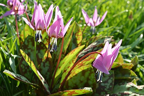 Semi Dente di Cane, Trota Giglio, Erythronium dens-Canis