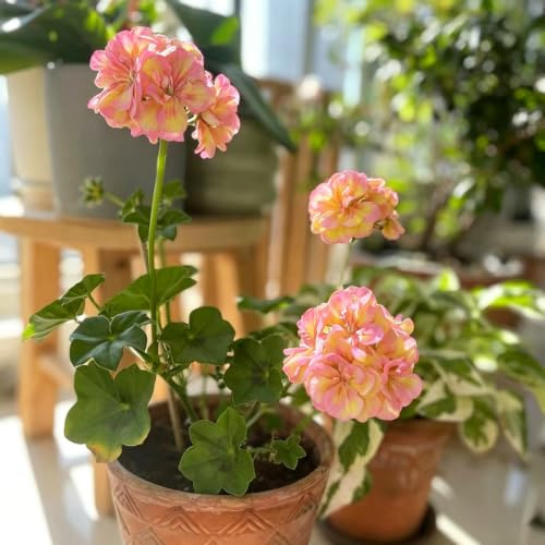 Geranios colgantes decoración interior purificadoras jardín 90semillas