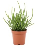 Rhipsalis Baccifera Horrida Rhipsalis Espinoso de DECOALIVE Cactus Decorativo Colgante Maceta 12 cm Diámetro Altura 15 cm