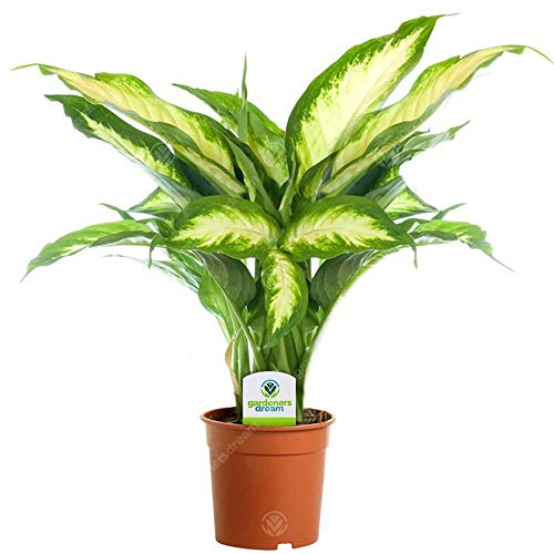 Dieffenbachia Camilla - 1 Plante d'intérieur Vivante en Pot pour la Maison ou le Bureau