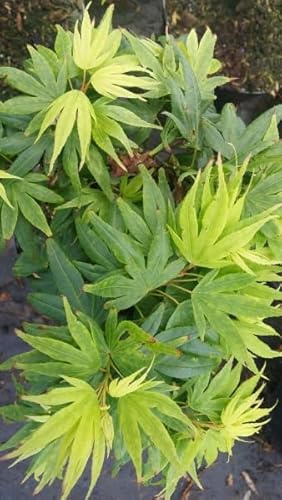 Japanischer Fächerahorn Mikawa yatsubusa - Ahorn palmatum - 30-40cm