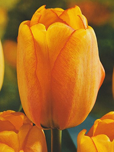 Tulpen Blushing Apeldoorn Tulpenzwiebeln (20 Blumenzwiebeln)