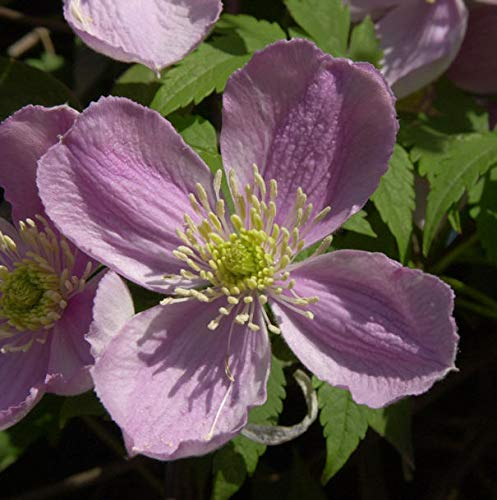 Berg Waldrebe Tetrarose 40-60cm - Clematis montana - lebende Gartenpflanze aus den Baumschulen