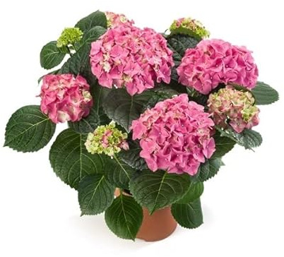 Hortensia - Hydrangea - Natural Pink Early