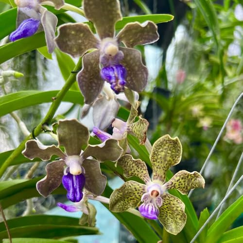 orchidea Vanda da insoliti di esotici di selvatici Decorazioni per giardini esterni, da giardino stanza con 130semi