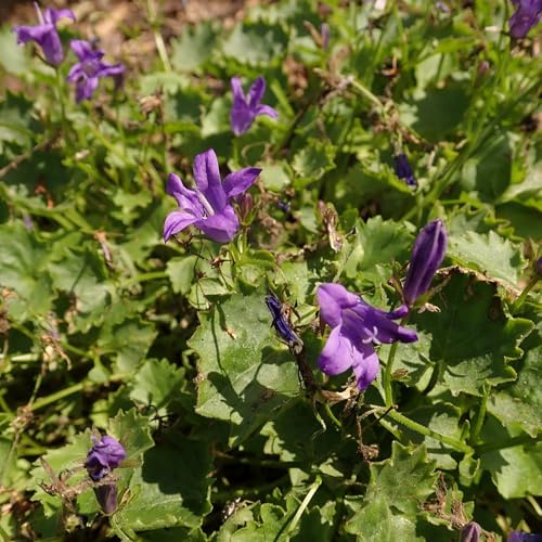 Vivai le Georgiche - Pianta vera di Campanula portenschlagiana Catharina Campanula violacea 'Catharina' - vaso Ø 12 cm