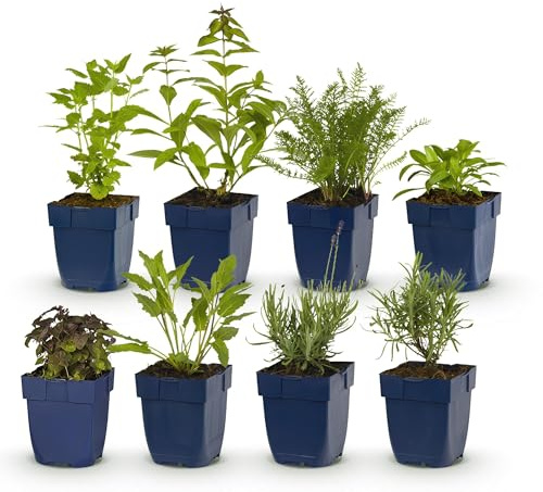 GreenboutiQ - Kit de plantes vivaces - Parfumé - 8 Plantes vivaces - Pour 1 m2 - Couleurs variées - Peu d'entretien - Pot 11cm