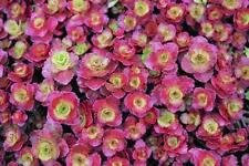 Sedum Spurium VAR.coccineum (100 Seeds) Two Row Stonecrop, splendens, Purple Carpet