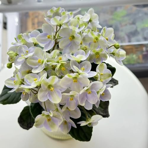 usambaraveilchen gartenblumen, zimmerpflanzen usambaraveilchen, hochbeet steingartenpflanzen winterhart 10samen