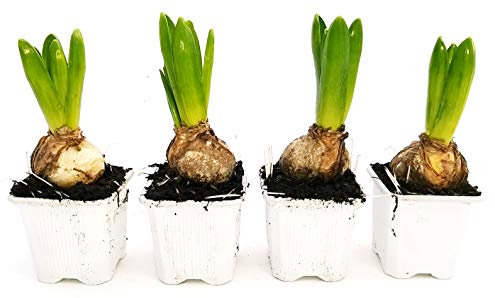 POWERS TO FLOWERS - SET 4 BULBI GIACINTO PROFUMATO BIANCO, piante vere