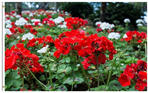 Gartenflagge Frühlings-Rot-Weiß-Blumen-Geranie-Pflanze Rasenbanner Lustige Hofbanner Lebendige Farbe Hausflagge Für Draußen Garten Balkone 152X90CM