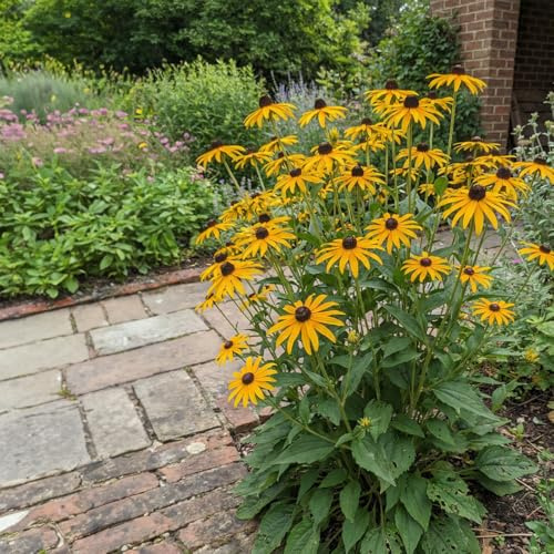 Bloomique - Juego de 6 - Rudbeckia Fulgida ‘Goldsturm’ - Equinácea - Floración abundante - Resistente al invierno - Perenne - 10-20 cm de altura - Maceta de 9 cm