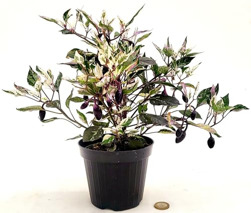 PEPERONCINO PICCANTE ORNAMENTALE VARIEGATO. PEPERONCINO NERO, CAPSICUM. VASO 12CM, piante vere