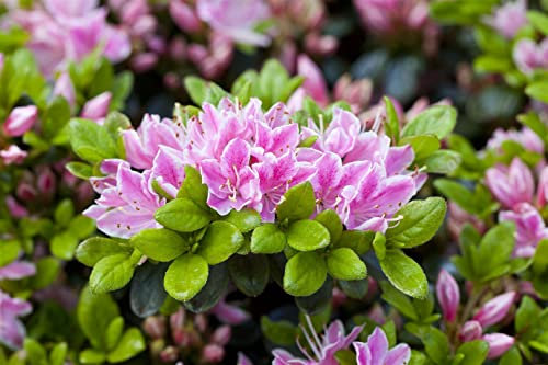 Rhododendron obtusum 'Rokoko' 30–40 cm – Winterhart, Immergrün, Mehrjährig – Japanische Azalee – Zierstrauch für Garten & Kübel