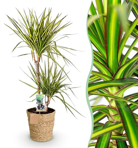 Green boutiQ - Zimmerpflanzen - Dracaena Sunray - Drachenbaum - Wenig Pflege - mit Korb - Grün - Gelb - 1 Pflanze - Topf 21cm - Höhe 90-100cm