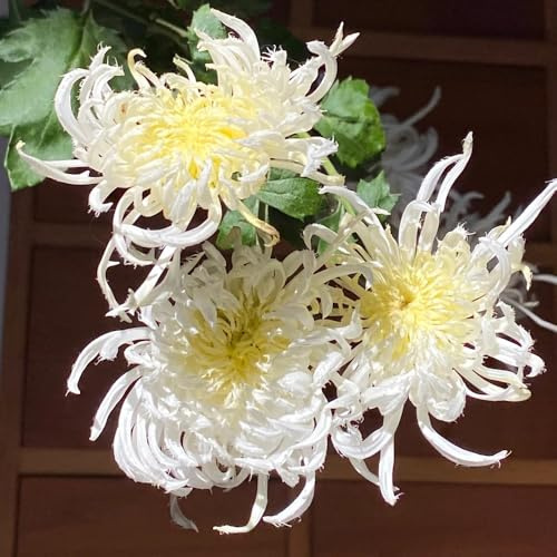 semi di crisantemo resistenti - perenni decorative per il soggiorno da giardino da balcone biologici 1000pcs