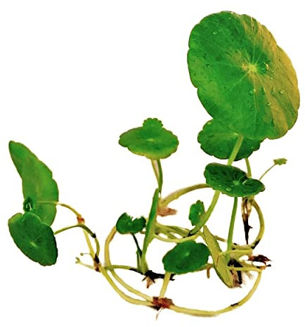 Live Aquarium Plants 'Hydrocotyle Leucocephala' - Brazilian Pennywort (4X) Tropical Fish Tank Snail Free |Floratica| (4)