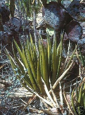 Agave lechuguilla AGAVE SEMI esotiche!
