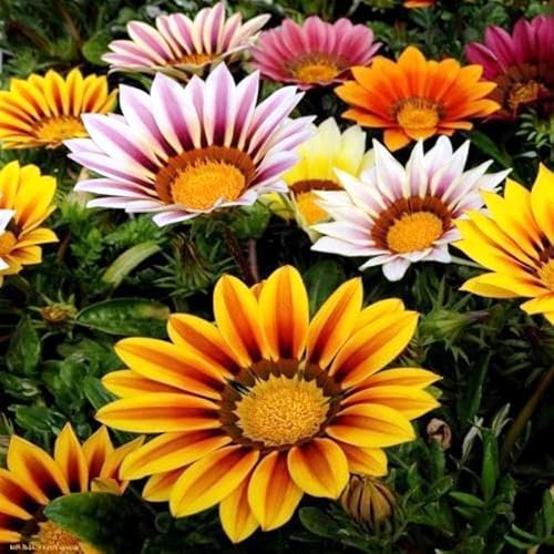 RAISE ME UP: Seeds Treasure Flower Mix African Daisy Gazania Perennial Flowers