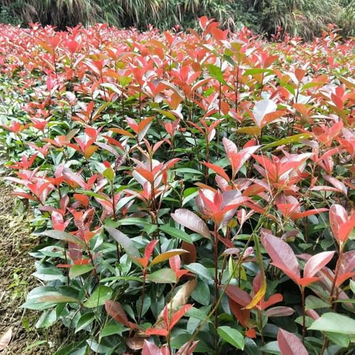 Semi di Photinia red robin - siepe - resistenti per il giardino Semi di Red Robin esotiche resistenti autunnali da giardino per il arbusti crescita rapida 100pcs
