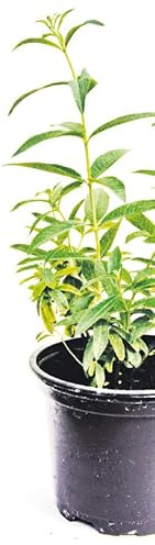 Hierba Luisa Natural Arbusto de Exterior - Hojas Aromáticas -