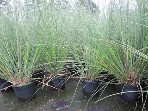 Kleines Pampasgras Pumila - Cortaderia selloana Pumila