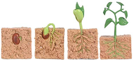Horett Modèle de Croissance des Plantes de Haricots Verts, Jouets éducatifs, Ensemble Figurines Réalistes du Cycle Vie des Plantes pour Enfants, Idéal pour la Station Scientifique à L'école (Usine)