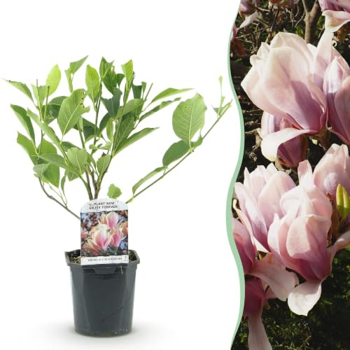GreenboutiQ - Sträucher - Magnolia Soulangiana - Blüten Hellrosa - 1 Pflanze - Laubabwerfend - Wenig Pflege - Topf 17cm Höhe 45cm
