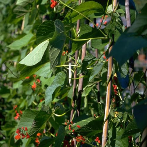 feuerbohnen kaufen, bohnensamen grünpflanzen anzucht prunkbohnen zierblumen blumendeko für sonnige plätze steingartenpflanzen kräuterpflanzen gartenpflanzen winterhart mehrjährig bio 100samen