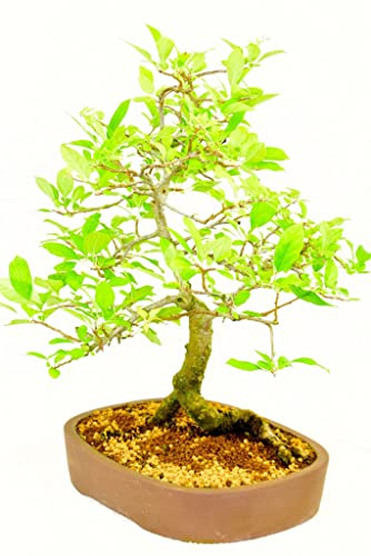 Planta Bonsái Manzano Bonsái Malus Planta Natural