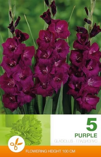 AGRONOM | GLADIOLEN - PURPLE | Mehrjährige Blumenzwiebeln | Violett Blumen | Werden in Blumengärten, angebaut in blühenden Rasenflächen | 5 Blumenzwiebeln