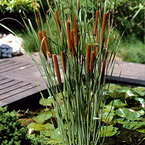 Bloomique - Typha Latifolia - Tifa Maggiore - Mazza Sorda - Pianta da Stagno - Resistente al Freddo - Zona 2-3 - Alta 15-25 cm - Vaso 9 cm